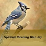 Spiritual Meaning Blue Jay Birds