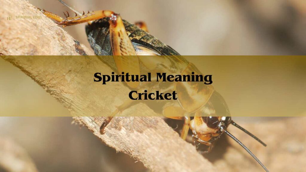 Spiritual Meaning Cricket Symbolism: Cricket Spirit Animal