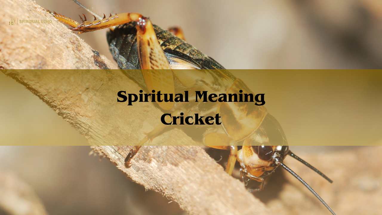 Spiritual Meaning Cricket: See A Cricket Symbolism