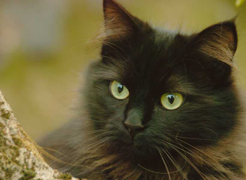 Spiritual Significance Of Encountering A Black Cat