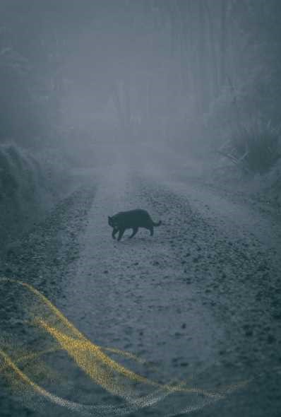 Spiritual meaning black cat crossing