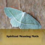 Spiritual Meaning Moth: Seeing Moths Symbolism