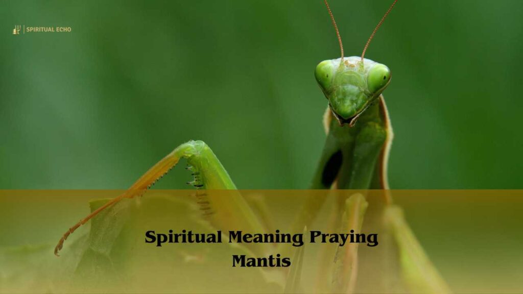 Spiritual Meaning Praying Mantis Symbolism