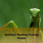 Spiritual Meaning Praying Mantis: Meaning Of A Praying Mantis