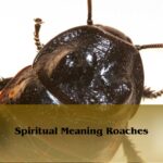 Spiritual Meaning Roaches: See A cockroach Symbolism