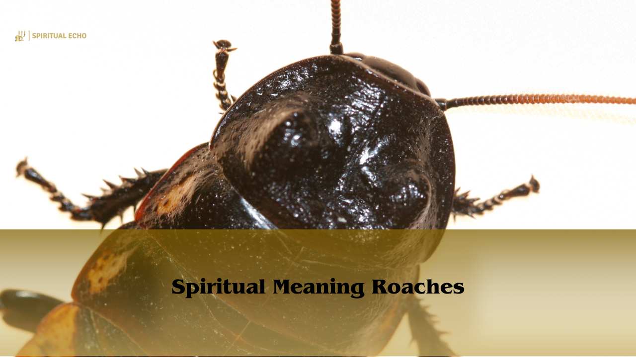 Spiritual Meaning Roaches: See A cockroach Symbolism