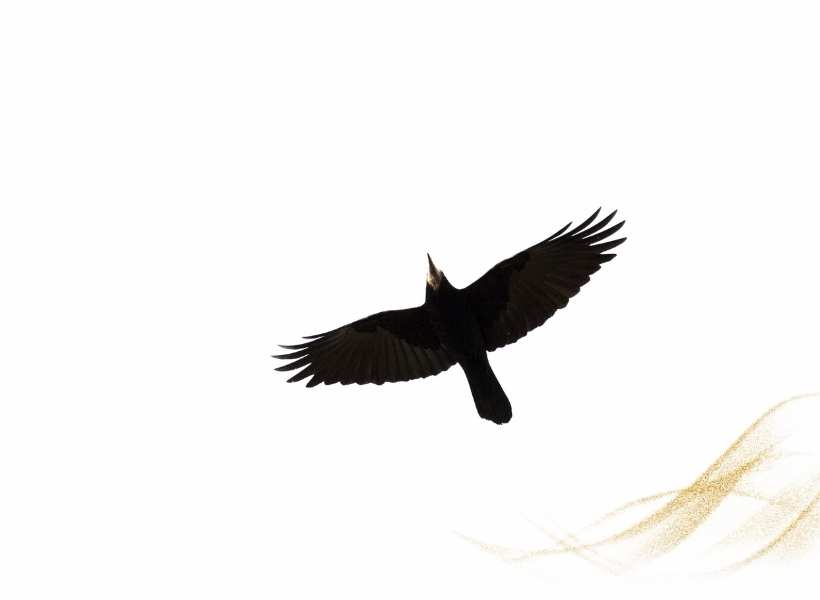 The Significance Of Crows In Symbolizing Transformation And Change