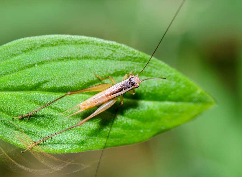 Spiritual Meaning Cricket Symbolism: Cricket Spirit Animal