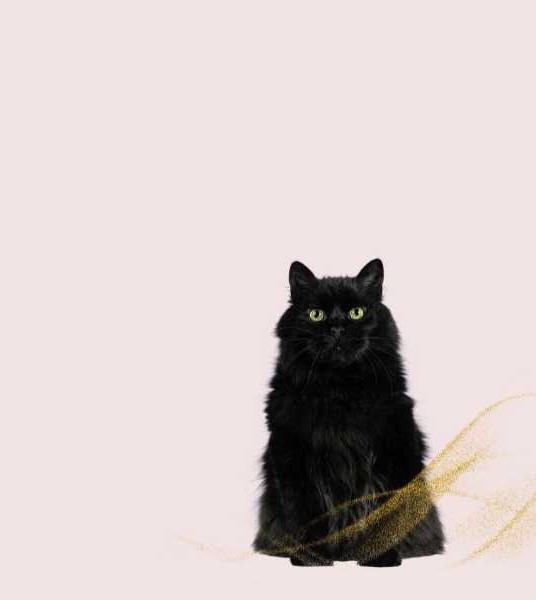 What Does It Mean When A Black Cat Stares At You?