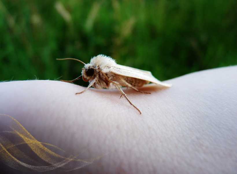 What Does It Mean When A Moth Visits You?