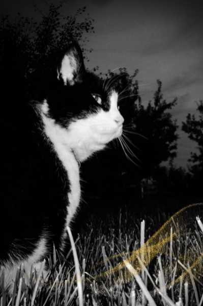 seeing a black cat at night meaning