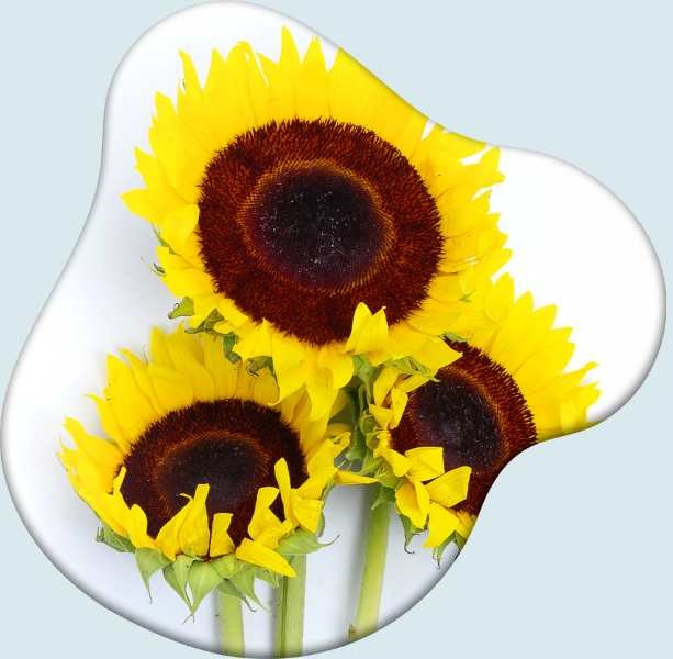 3 sunflower meaning