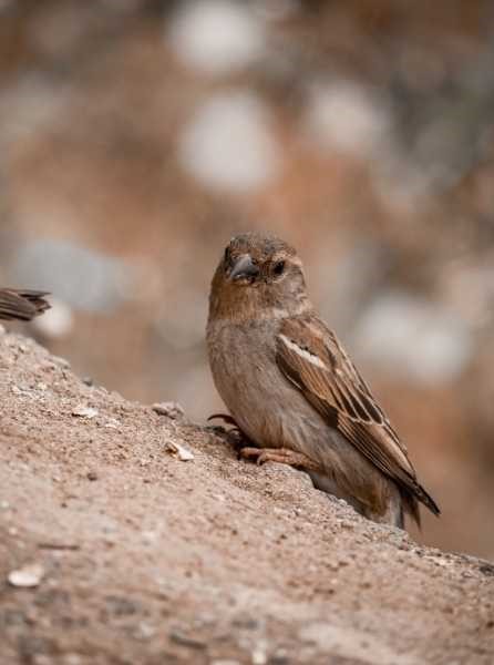 Brown sparrow spiritual meaning