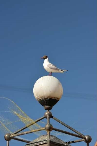 Hearing seagulls spiritual meaning