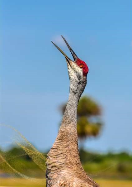 Incorporating Crane Symbolism Into Your Spiritual Practices: Symbolic Meaning