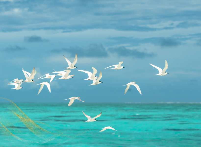 Interpretations Of Seagull Sightings In Spiritual Practices