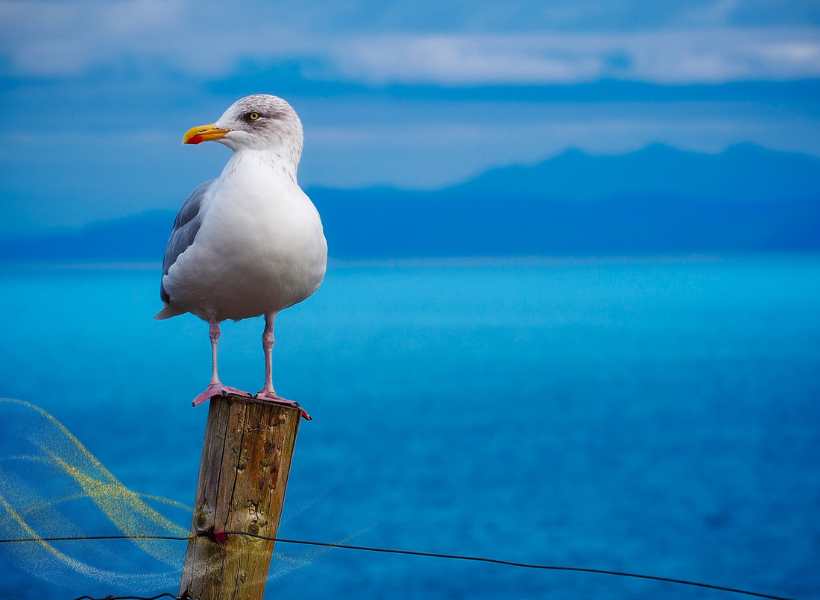 Meditation And Visualization Techniques With Seagull Imagery