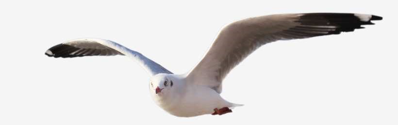 Seagulls As Messengers From The Universe Or Higher Powers