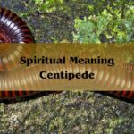 Spiritual Meaning Centipede: See A Centipede Symbolism