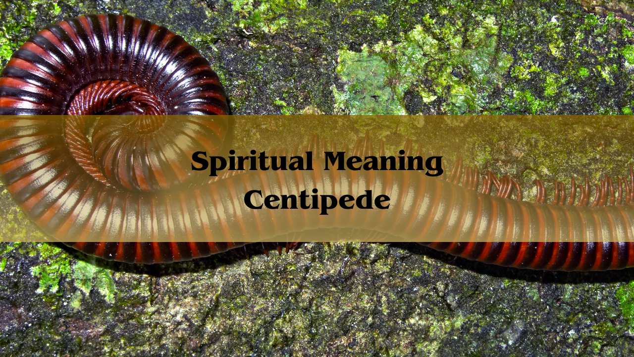 Spiritual Meaning Centipede: See A Centipede Symbolism