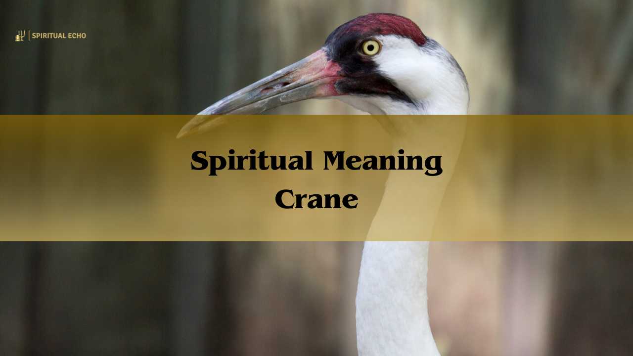 Spiritual Meaning Crane: Symbolic Meaning Of Cranes 