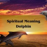 Spiritual Meaning Dolphin: Symbolism And Meaning Of Dolphin