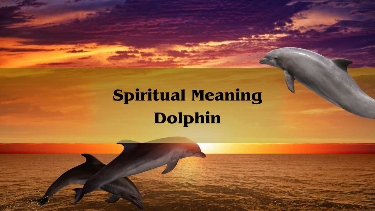 Spiritual Meaning Dolphin: Symbolism And Meaning Of Dolphin