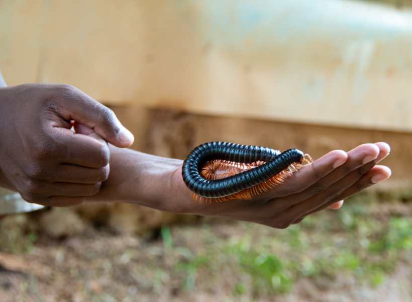 Spiritual Meaning Of Centipede Crawling On You