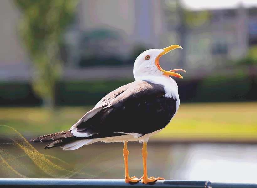 Spiritual Meaning Of Seagull Crossing Your Path