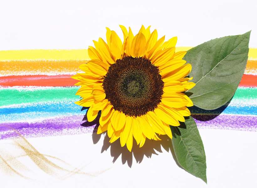 Spiritual Meaning Of Sunflower: Different View