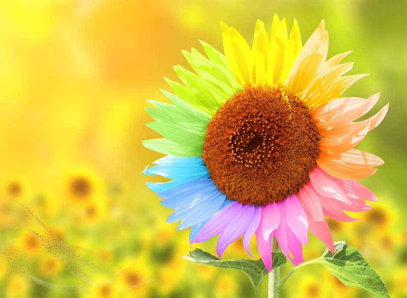 Spiritual Meaning Of Sunflower: Types Of Sunflowers AS Colour