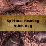 Spiritual Meaning Stink Bug: See A Stink Bug Symbolism