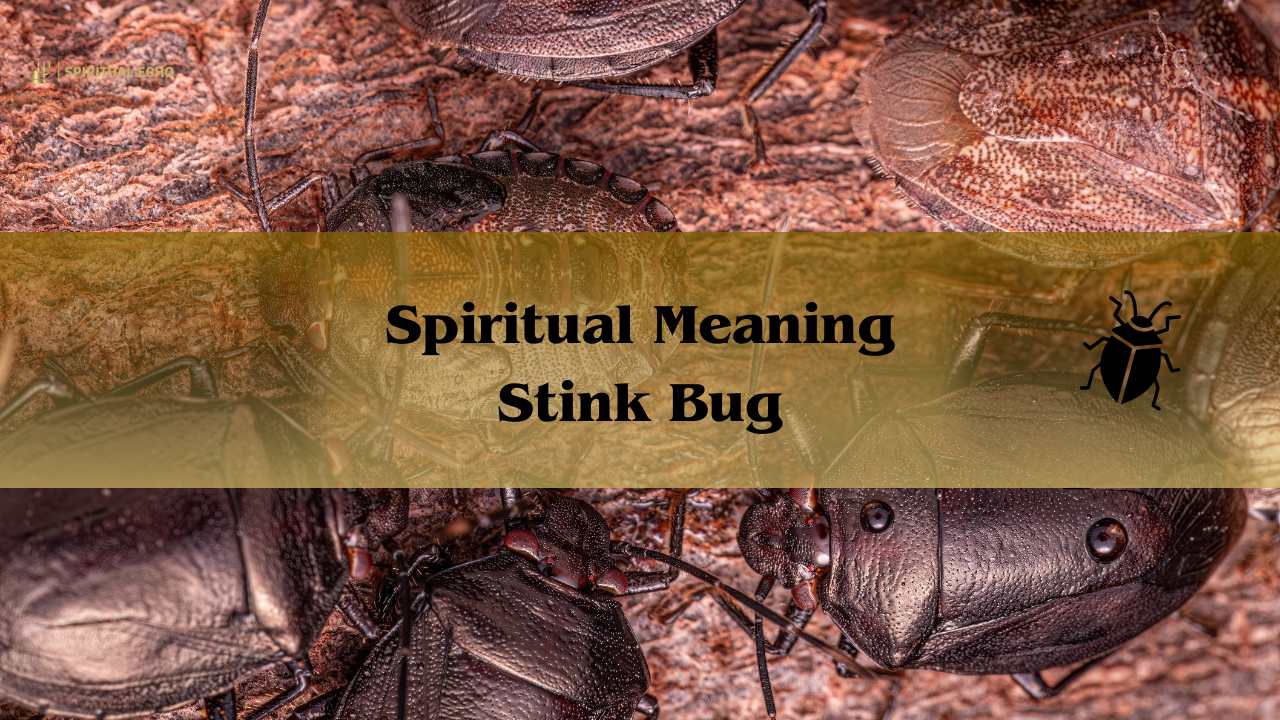 Spiritual Meaning Stink Bug: See A Stink Bug Symbolism