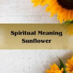 Spiritual Meaning Sunflower: Symbolism Of Sunflowers