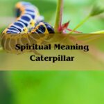 Spiritual Meaning Caterpillar: See A Caterpillar 