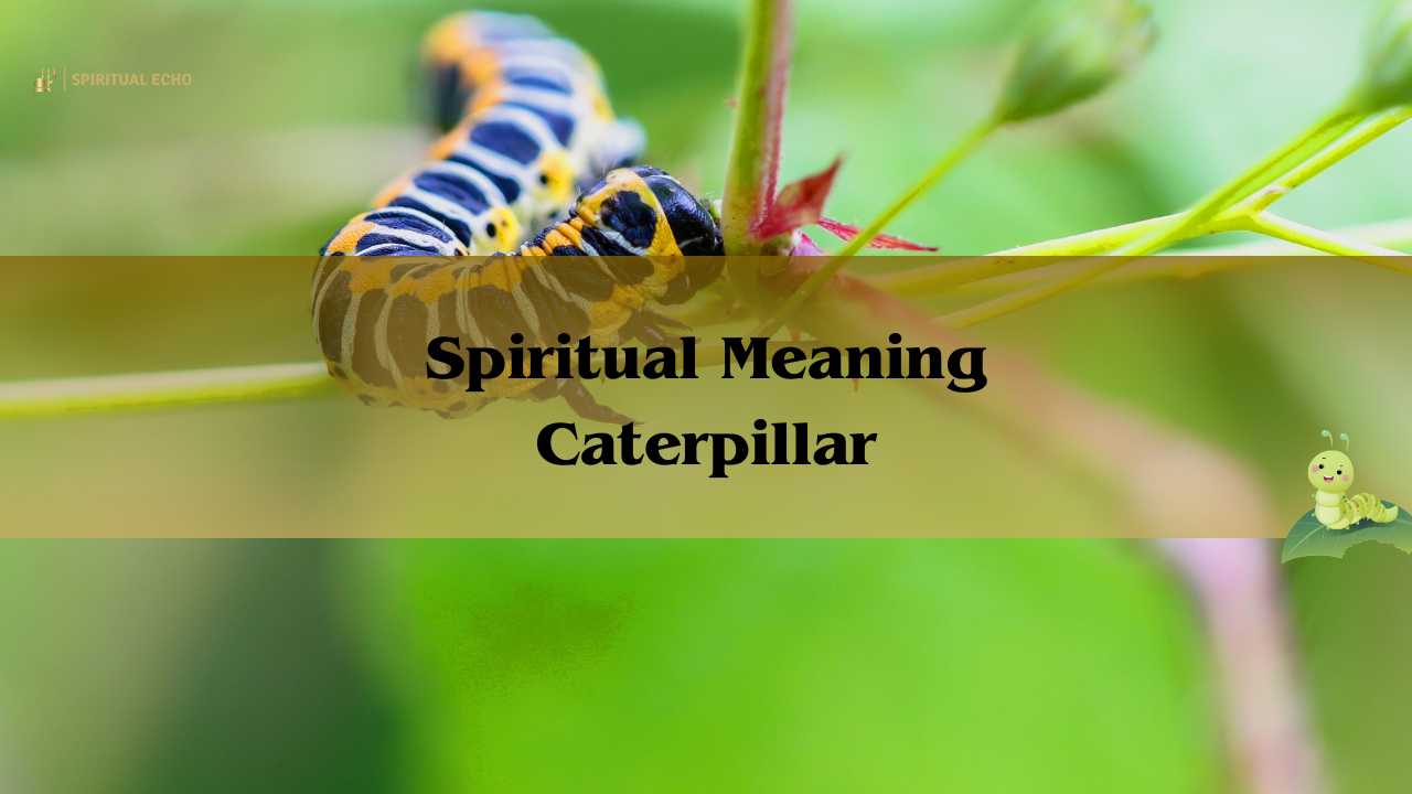 Spiritual Meaning Caterpillar: See A Caterpillar 