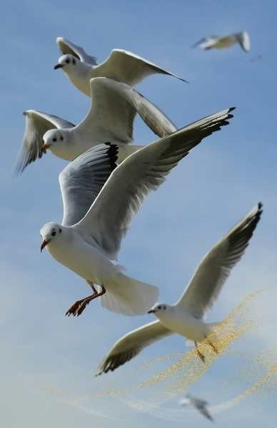 Spiritual meaning seagull love