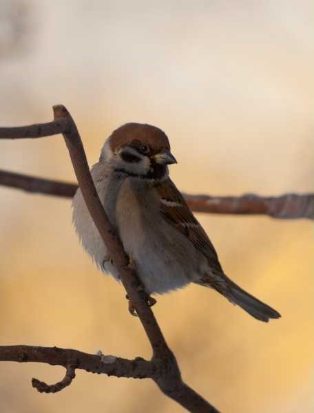 Spiritual meaning sparrow in dream