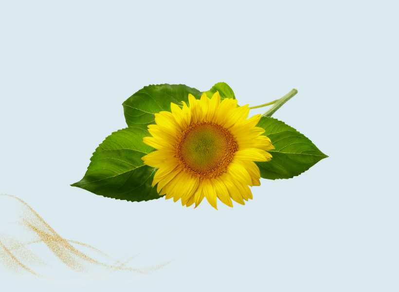 Sunflower As A Symbol Of Adoration And Loyalty