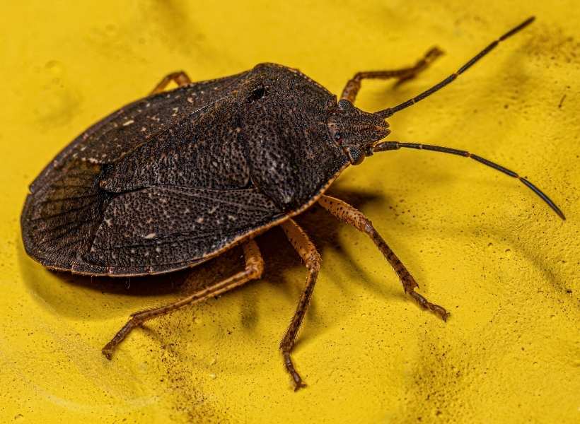 Symbolism Of Protection And Resilience Associated With StinkBug