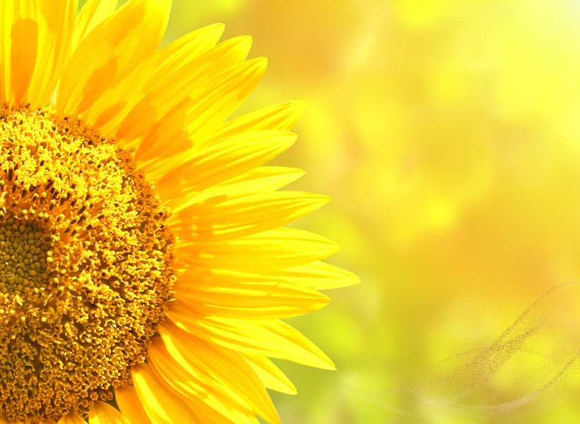 Symbolism Of The Sunflower In Various Cultures And Traditions: Greek Mythology