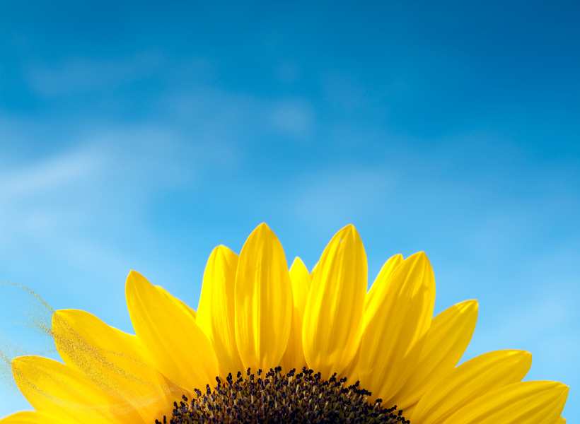 Using Sunflowers As A Spiritual Guide For Cultivating Positive Energy