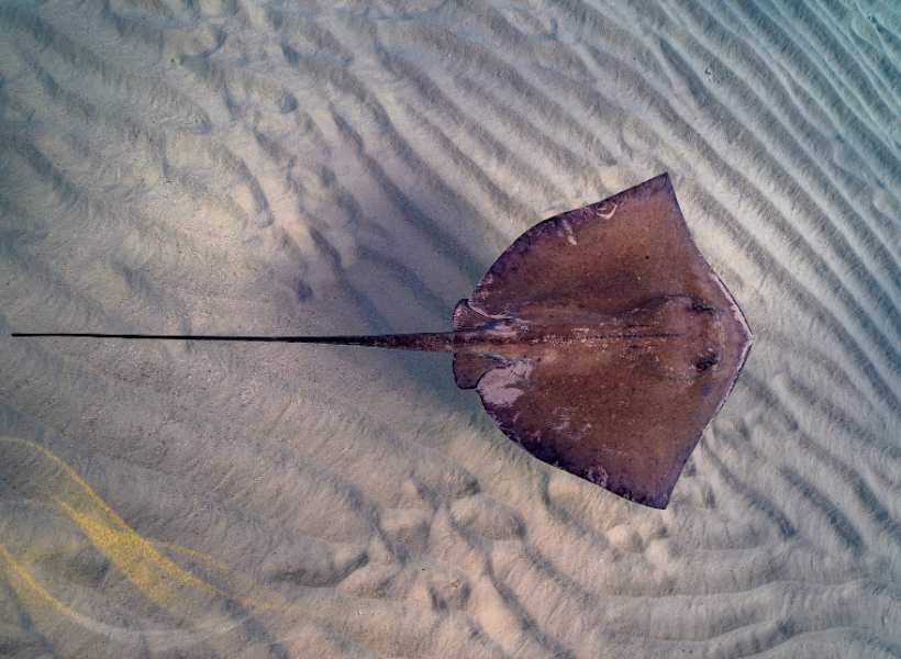 Connecting With The Spiritual Energy Of The Stingray Through Meditation Or Rituals