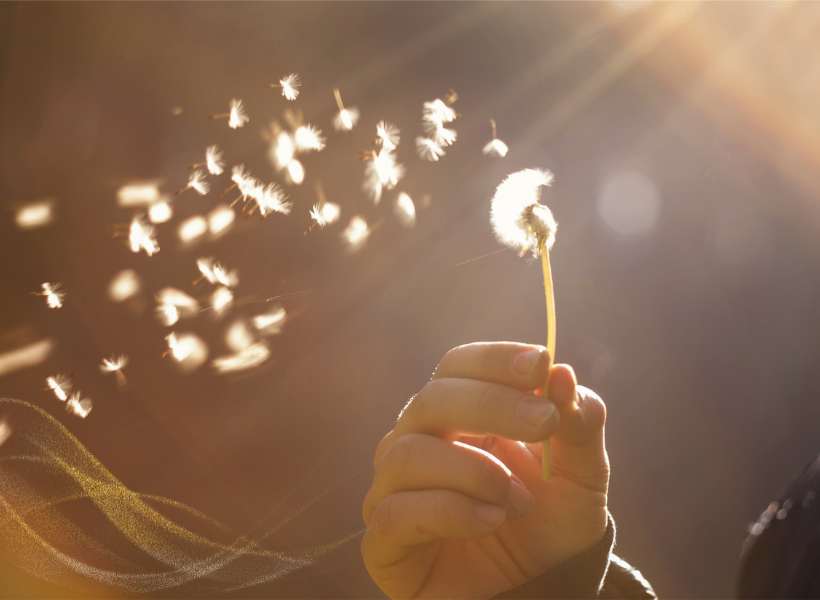 Dandelion As A Reminder To Embrace Change And Adaptability