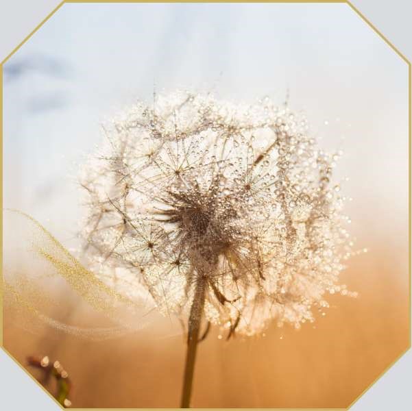 Dandelion meaning in life