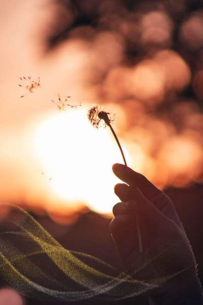 Dandelion meaning in love