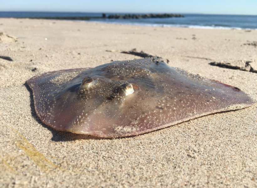 Dead Stingray Spiritual Meaning