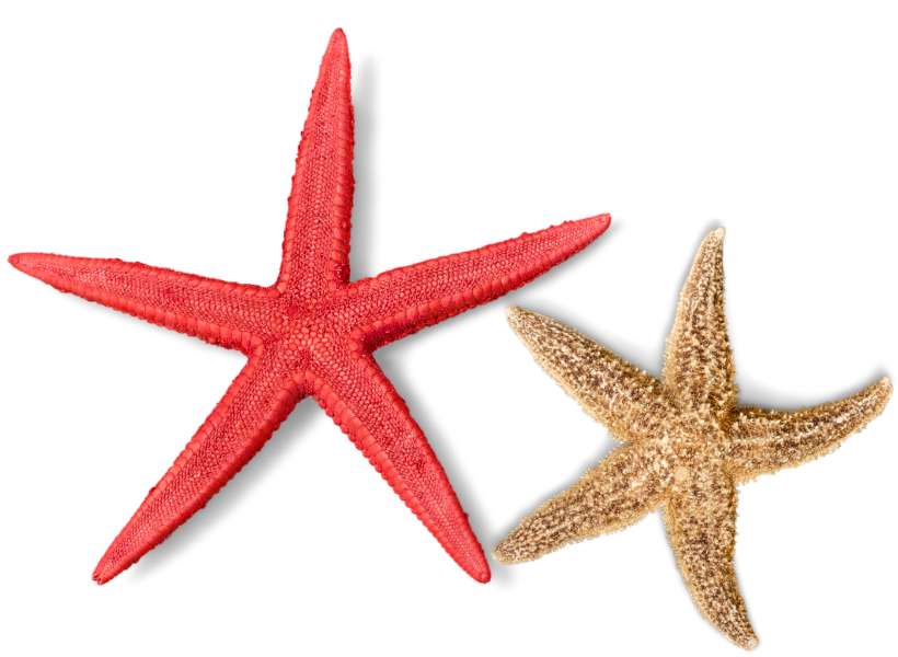 Exploring The Theme Of Regeneration And Renewal Associated With The Starfish