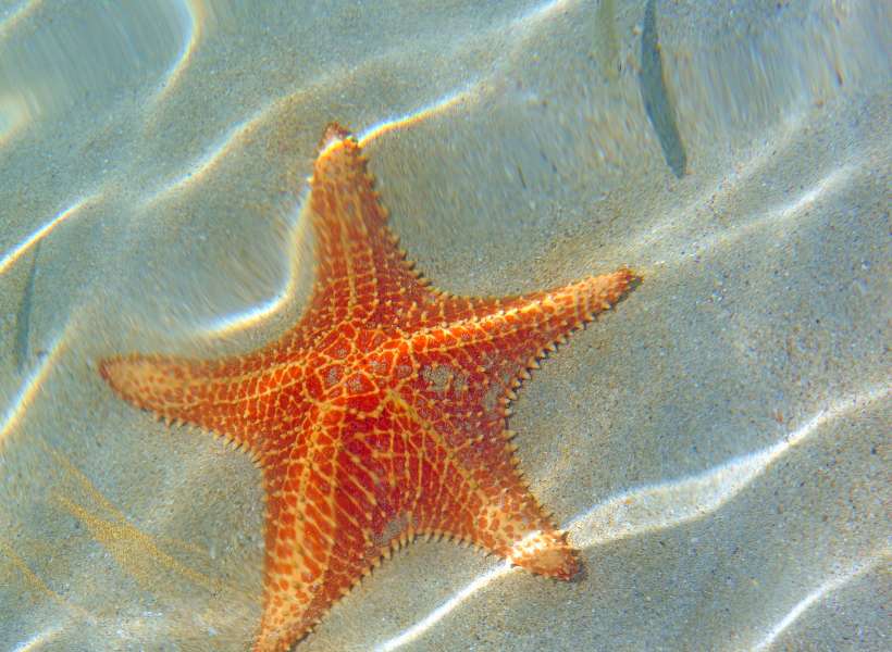 Finding A Starfish On The Beach Meaning