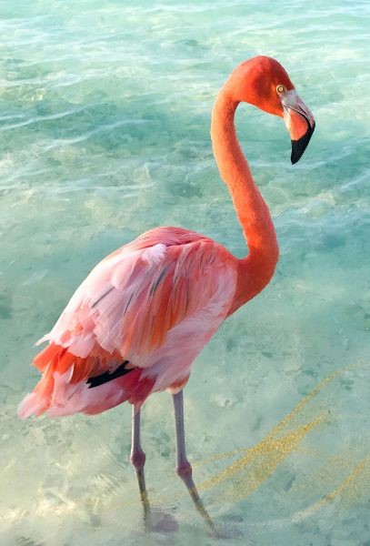 Flamingo spiritual message